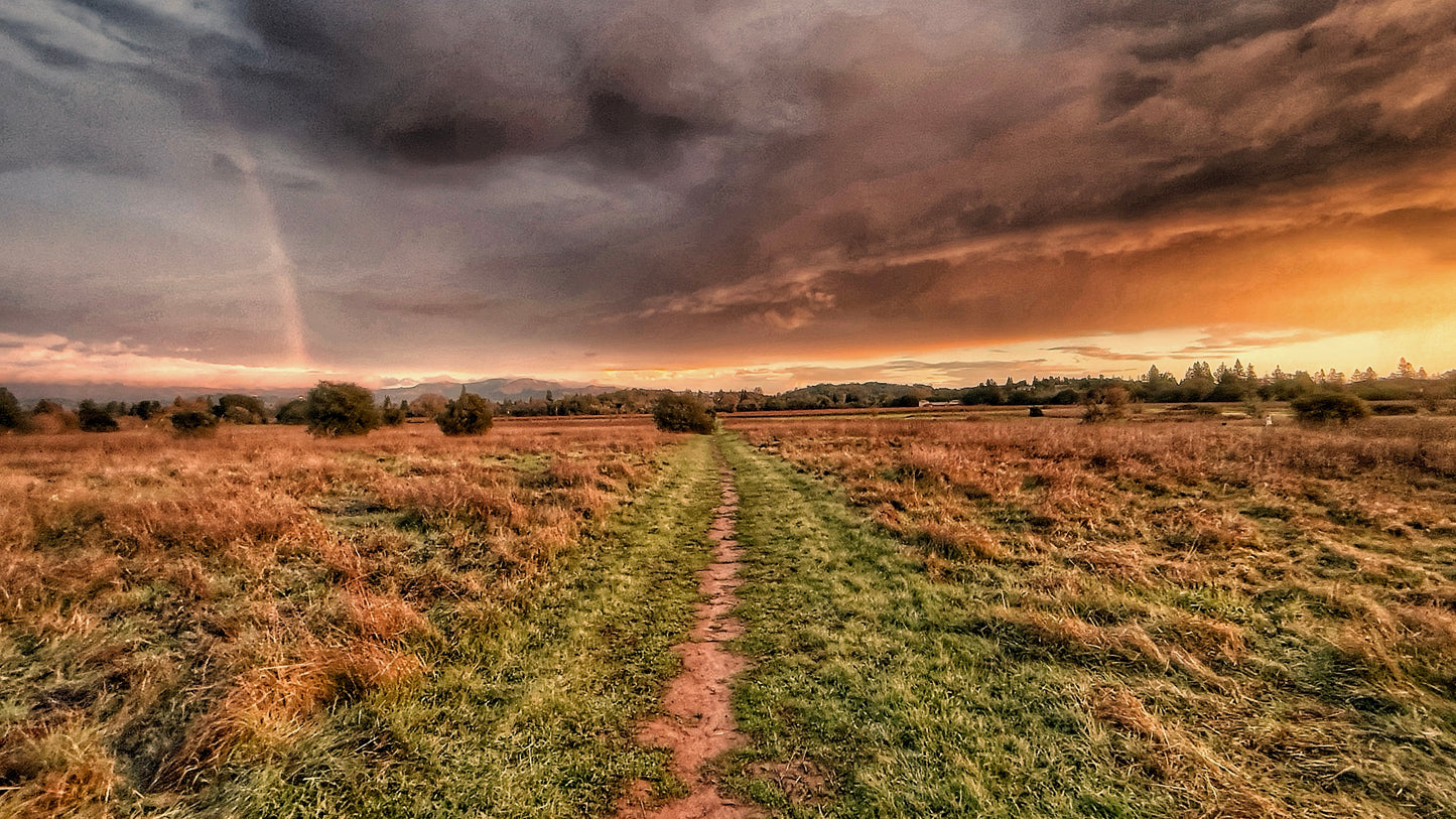 Napa Vineyard Sunset