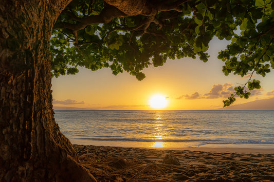 Tree of Life